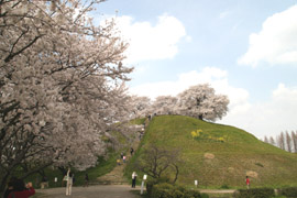さきたま古墳群 丸墓山